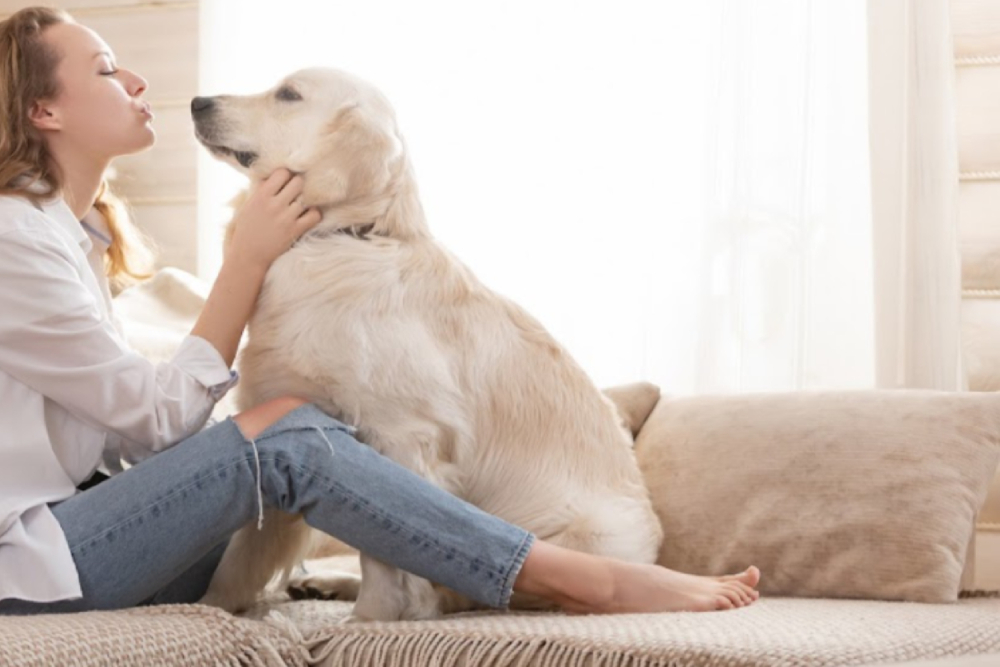 Pet-friendly